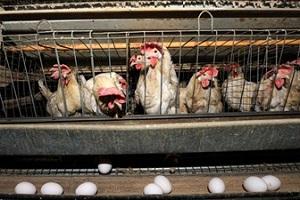 Бизнес на курицах несушках: делаем все по правилам Выгодно ли разводить мини мясных кур