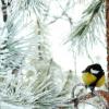 Исследовательская работа «Зимующие птицы моего села Исследовательская работа по теме птица